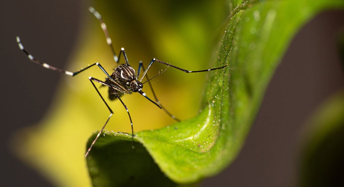 Alerta: Região de Prudente registra 50 casos de chikungunya