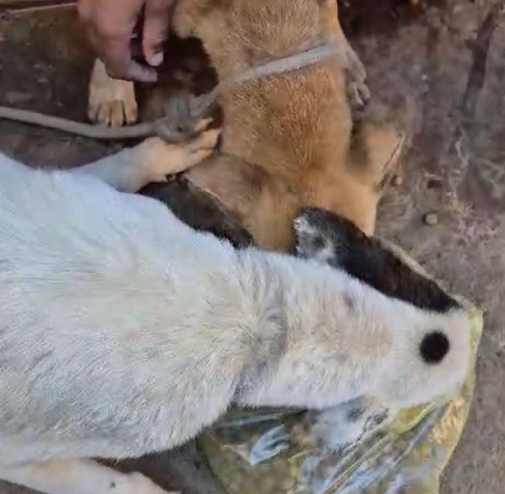 Polícia resgata cães vítimas de maus-tratos em Pirapozinho