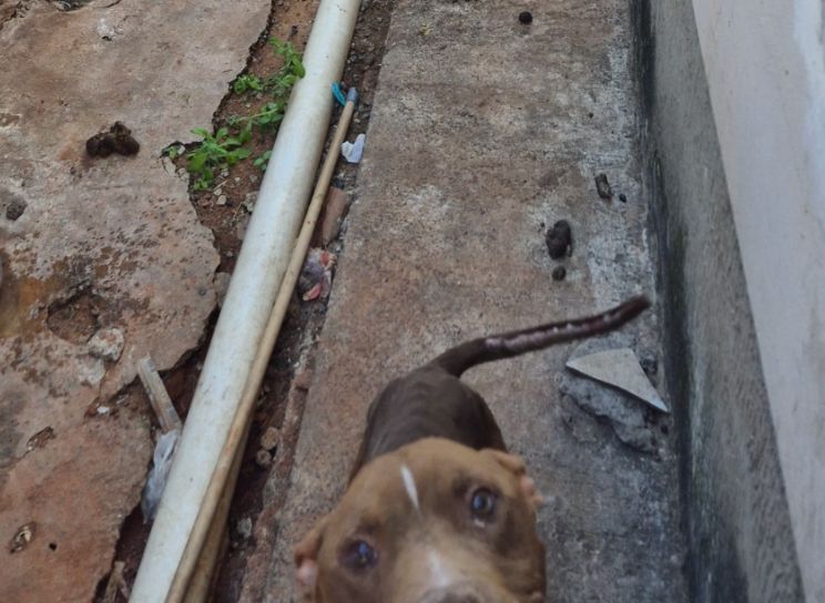 Polícia resgata Pitbull abandonado em Presidente Prudente