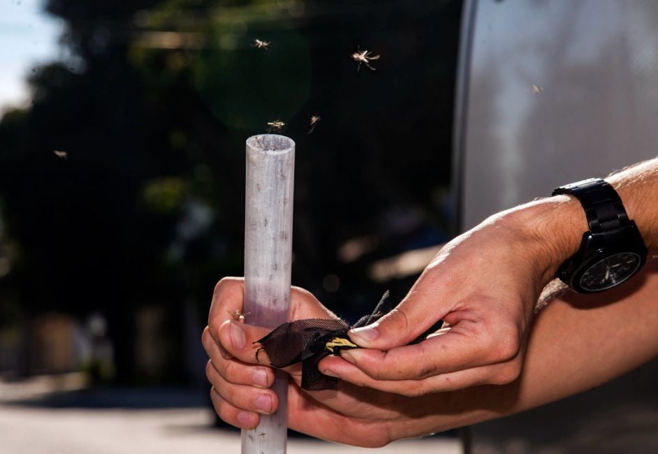 Prudente declara guerra ao Aedes com nova biofábrica